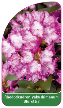 Rhododendron yaku. 'Blurettia'