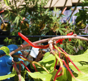 Klipsy,zapinki do malin, jeżyn, winorośli czerwone