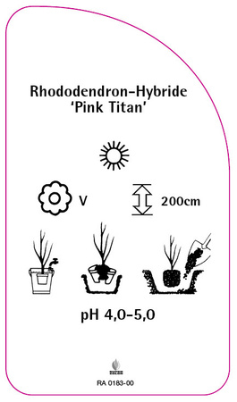 Rhododendron-Hybride 'Pink Titan'