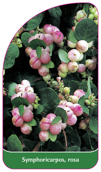 Symphoricarpos, rosa