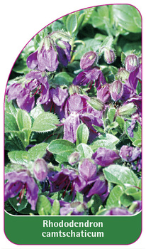 Rhododendron camtschaticum