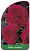 Róza parkowa Nr. 405