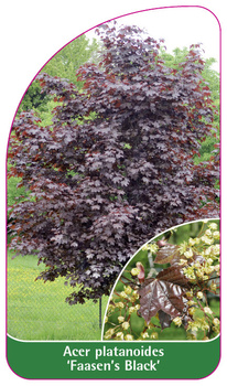 Acer platanoides 'Faasen's Black'
