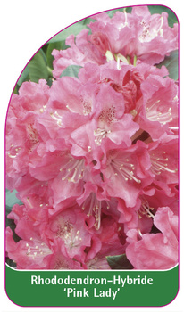 Rhododendron-Hybride 'Pink Lady'