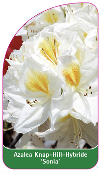 Azalea Knap-Hill-Hybride 'Sonia'