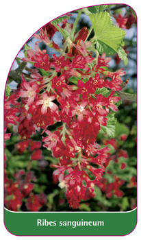 Ribes sanguineum
