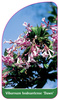 Viburnum bodnantense 'Dawn'