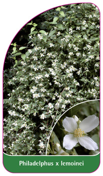 Philadelphus x lemoinei