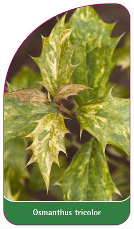 Osmanthus tricolor