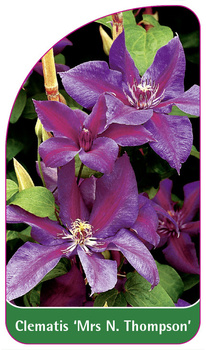 Clematis 'Mrs N. Thompson'