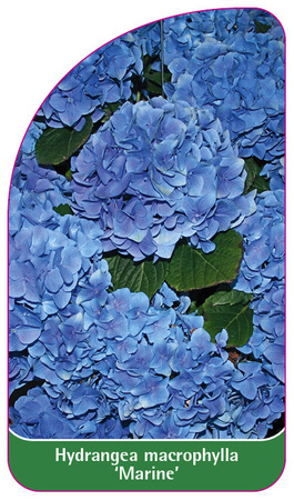 Hydrangea macrophylla 'Marine'