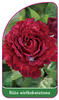 Großblütige Rose Nr. 233