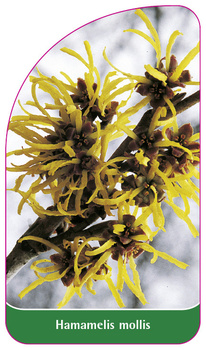 Hamamelis mollis