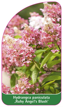 Hydrangea paniculata 'Ruby Angel´s Blush'