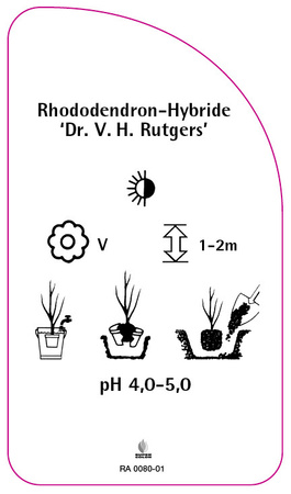 Rhododendron-Hybride 'Dr. V. C. Rutgers'