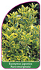 Euonymus japonica 'Aureomarginata'