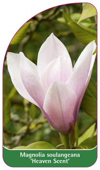 Magnolia soulangeana 'Heaven Scent'