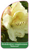 Rhododendron campylocarpum 'Maharani'