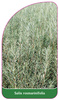 Sakix rosmarinifolia