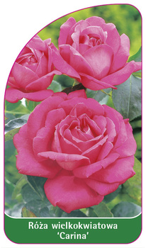 Róza wielkokwiatowa 'Carina' Nr. 540