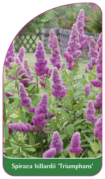 Spiraea billardii 'Triumphans'