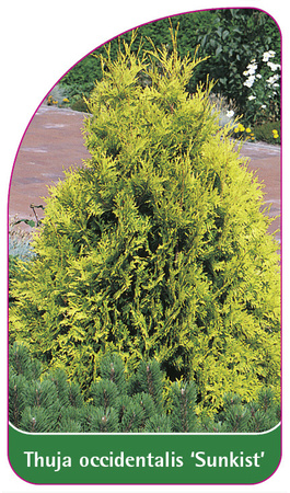 Thuja occidentalis 'Sunkist'