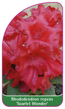 Rhododendron repens 'Scarlet Wonder'