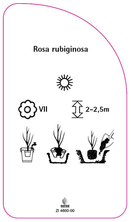 Rosa rubiginosa