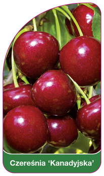 Czeresnia 'Kanadyjska'