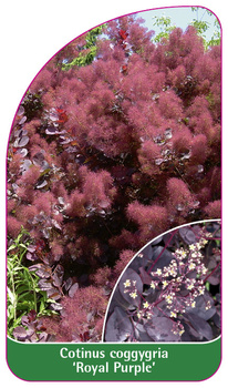 Continus coggygria 'Royal Purple'