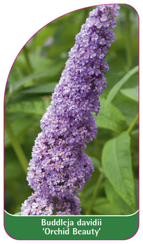 Buddleia davidii 'Orchid Beauty'