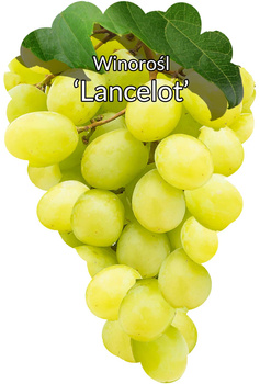 Viță de vie Lancelot