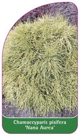Chamaecyparis pisifera 'Nana Aurea'