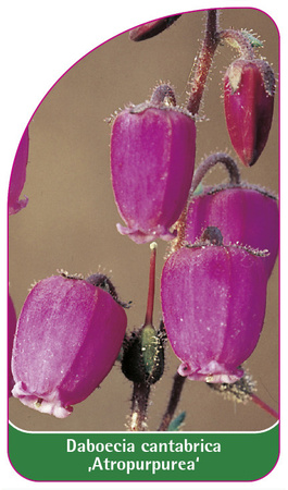 Daboecia cantabrica ,Atropurpurea'