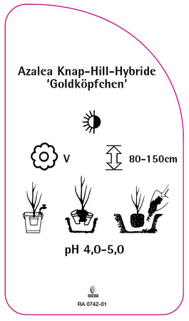 Azalea Knap-Hill-Hybride 'Goldköpfchen'