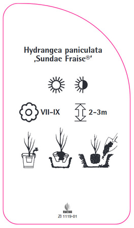 Hydrangea paniculata 'Sundae Fraise'