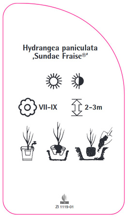 Hortensie paniculata 'Sundae Fraise'