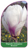 Magnolia soulangiana 'Brozzoni'