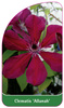 Clematis 'Allanah'