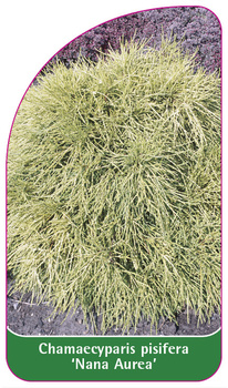 Chamaecyparis pisifera 'Nana Aurea'