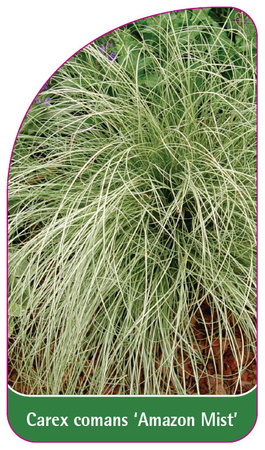 Carex Comans 'Amazon Mist'