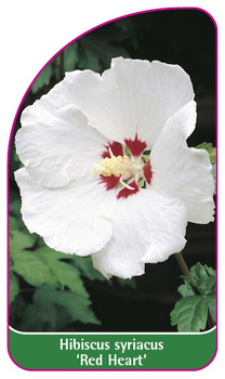 Hibiscus syriacus 'Red Heart'