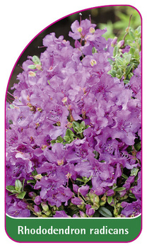 Rhododendron radicans