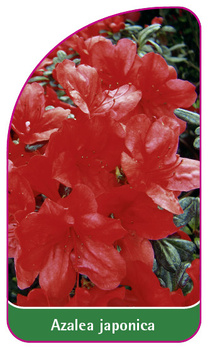 Azalea japonica