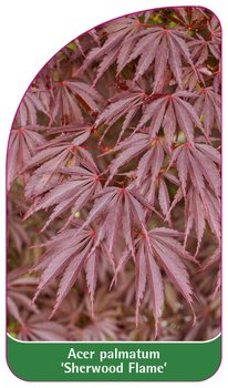Acer palmatum 'Sherwood Flame'