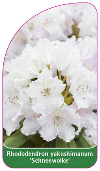 Rhododendron yakushimanum 'Schneewolke'