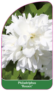 Philadelphus 'Rosace'