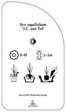 Ilex aquifolium 'J.C. van Tol'