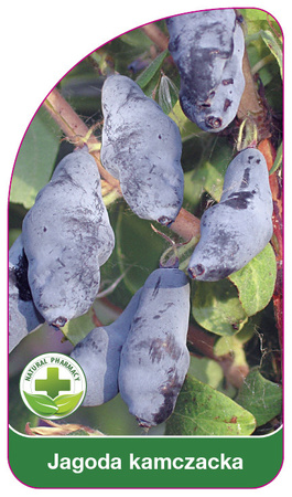 Jagoda kamczacka