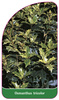 Osmanthus tricolor